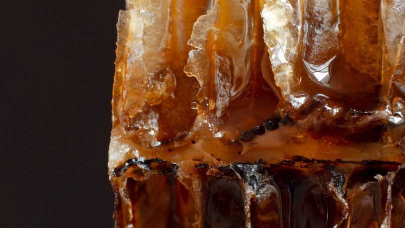 Ciência comprova como o própolis blinda o sistema imunológico