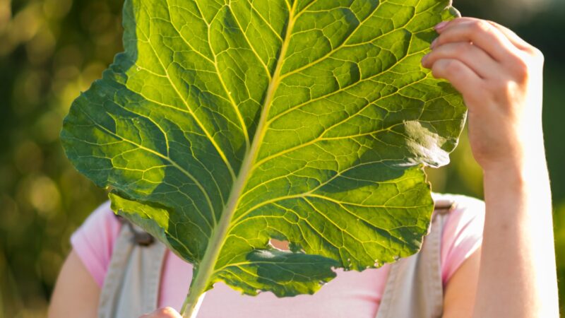 Couve-manteiga: a fortaleza verde no seu prato